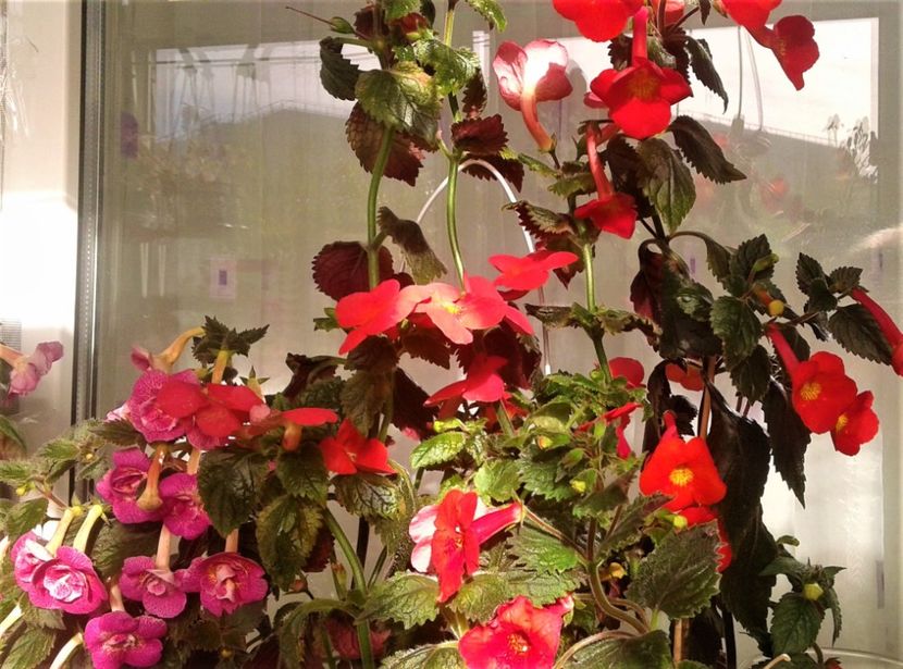  - 000018 ACHIMENES