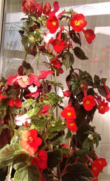  - 000018 ACHIMENES
