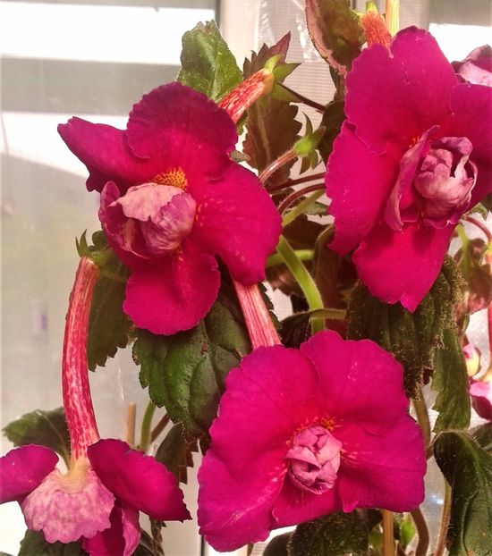  - 000018 ACHIMENES