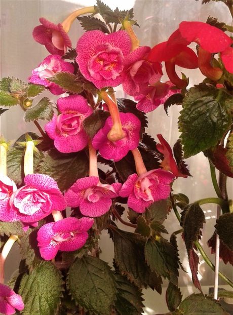  - 000018 ACHIMENES