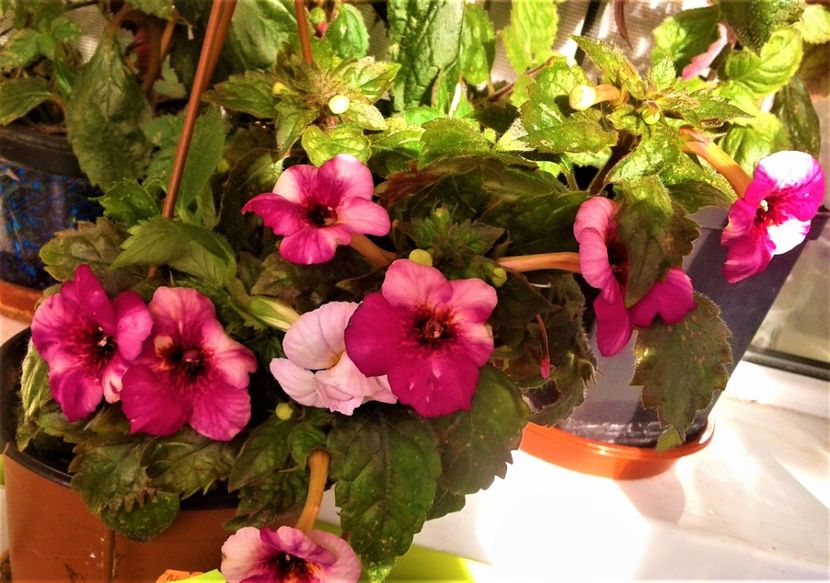  - 000018 ACHIMENES