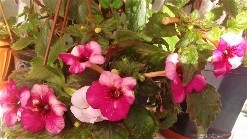  - 000018 ACHIMENES