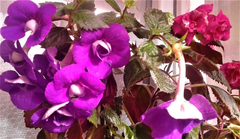  - 000018 ACHIMENES
