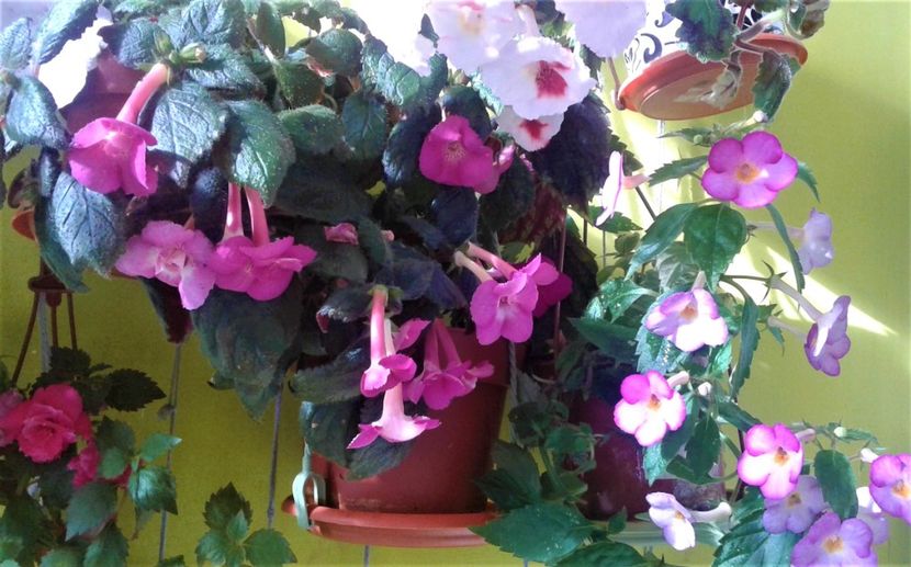  - 000018 ACHIMENES