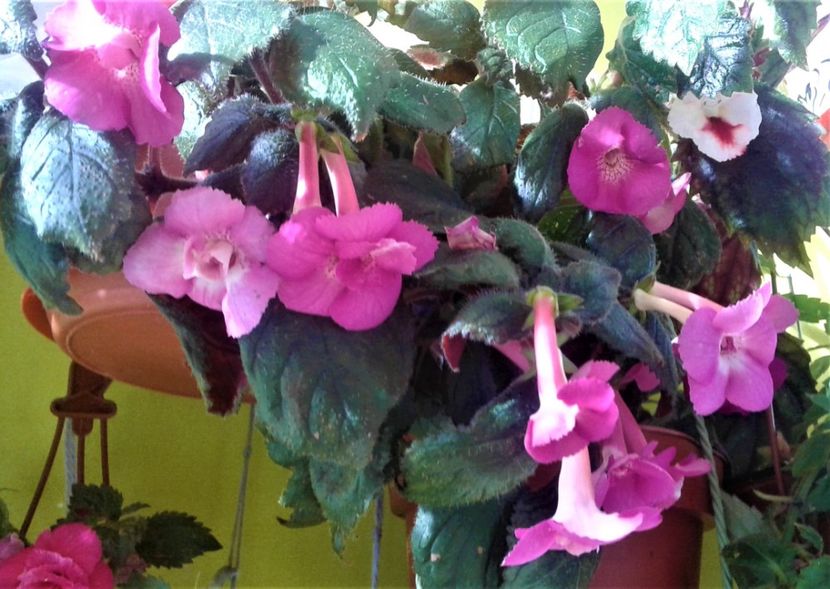  - 000018 ACHIMENES