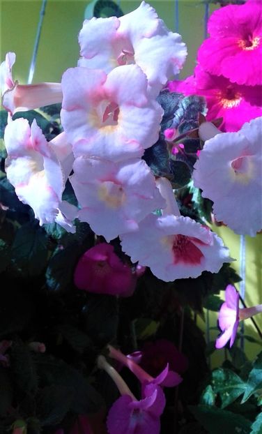  - 000018 ACHIMENES