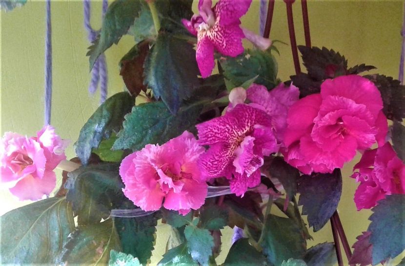 l - 000018 ACHIMENES
