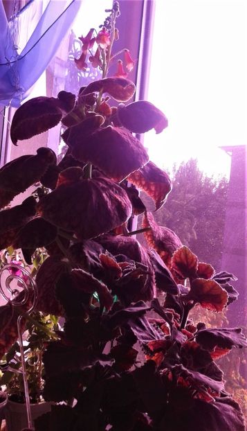  - 000018 ACHIMENES