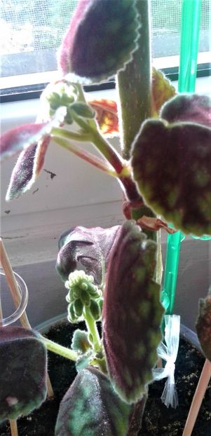  - 000018 ACHIMENES