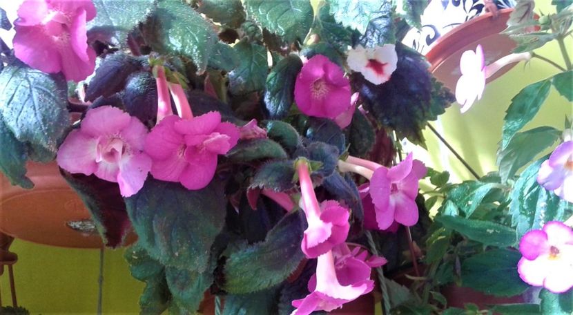  - 000018 ACHIMENES