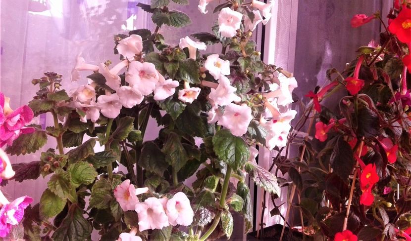  - 000018 ACHIMENES