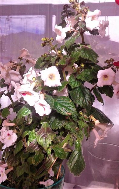  - 000018 ACHIMENES