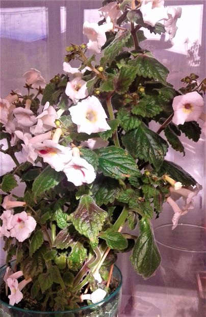  - 000018 ACHIMENES