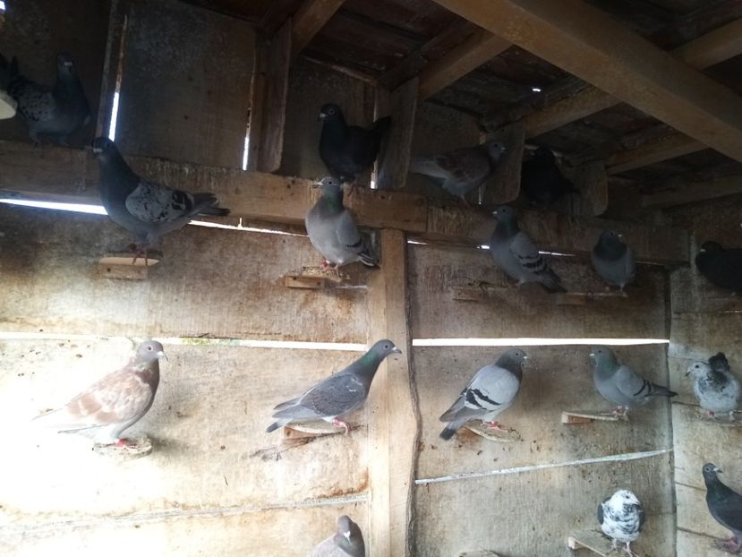 Femele. - Crescătoria nouă