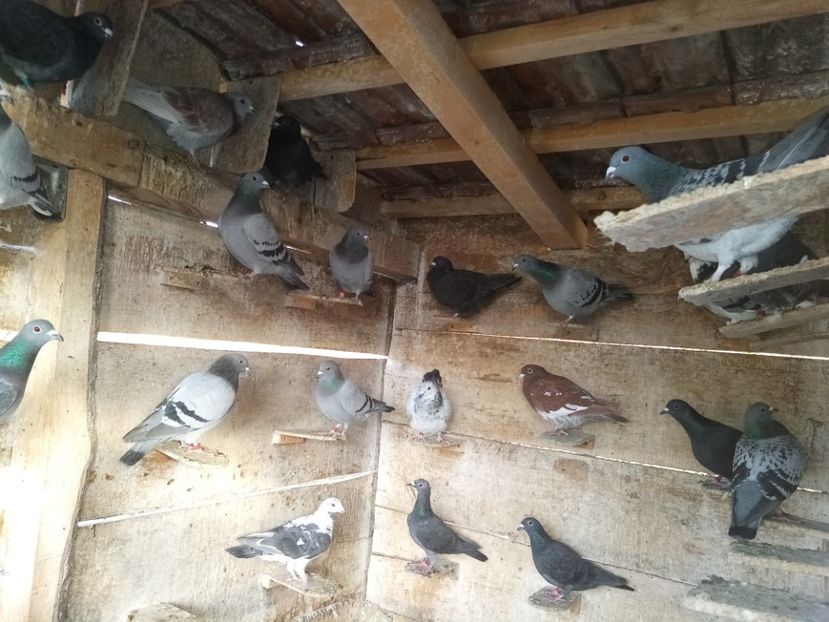 ... și femele - Crescătoria nouă