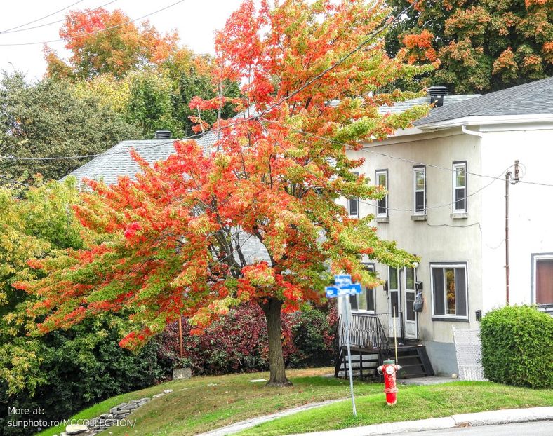 Gatineau - CANADIAN AUTUMN - Toamna canadiana