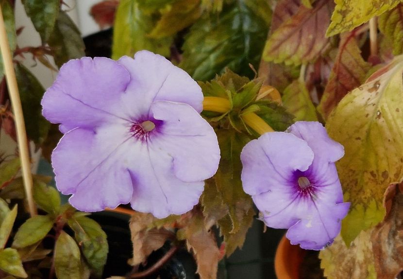 Ultimele flori...afara - Odessa Blue p