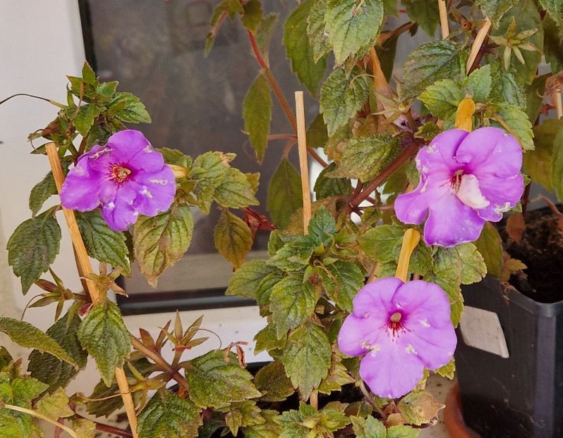 Ultimele flori, afara - Crowning Day p