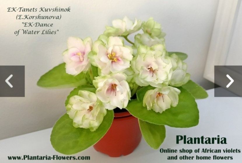 Poza net - EK-Tanets Kuvshinok