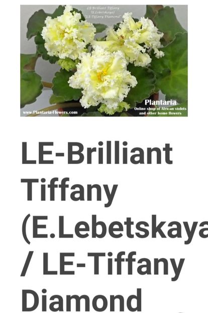 Poza net - LE-Brilliant Tiffany