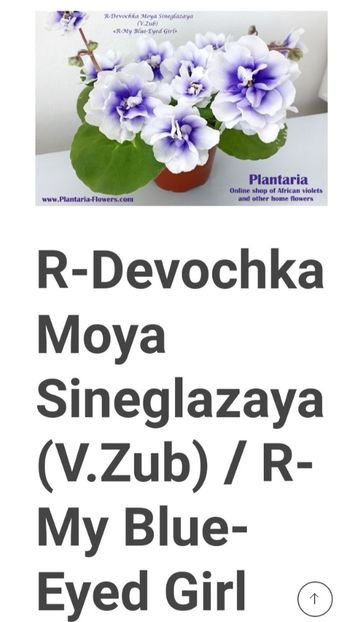 Poza net - R-Devochka Moya Sineglazaya