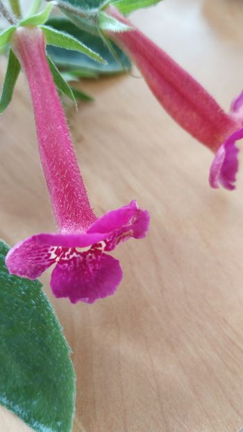  - x-P23-RF s San Blas