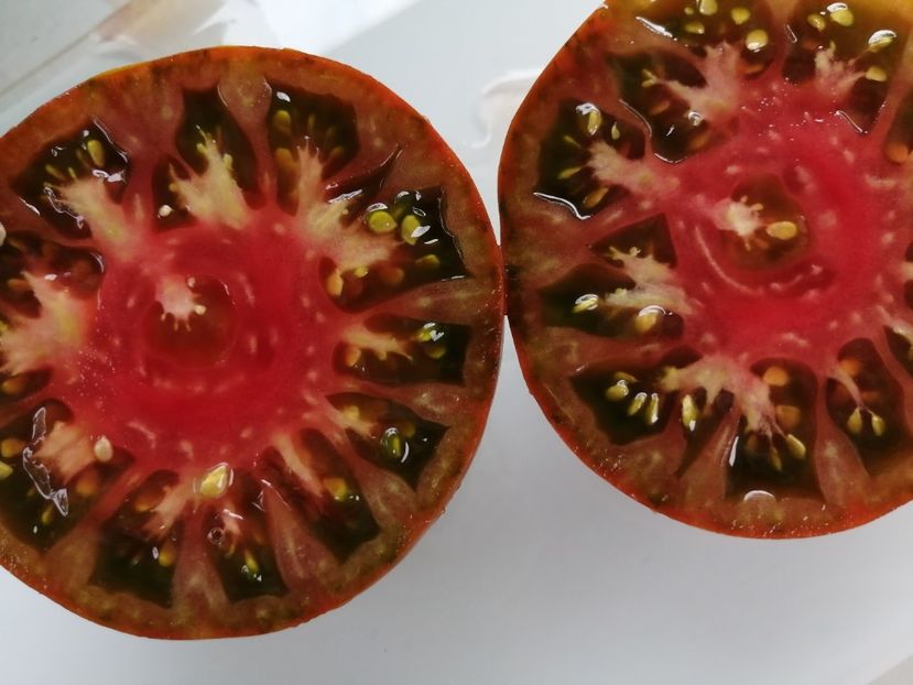  - SEMINTE ROSII - T 1018 NEGRO DE ARITZKUREN Ion