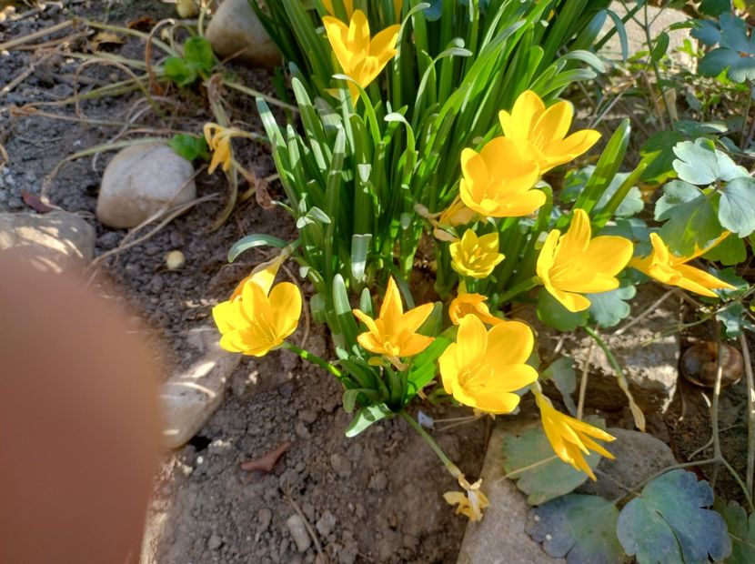  - Flori de gradina-2023