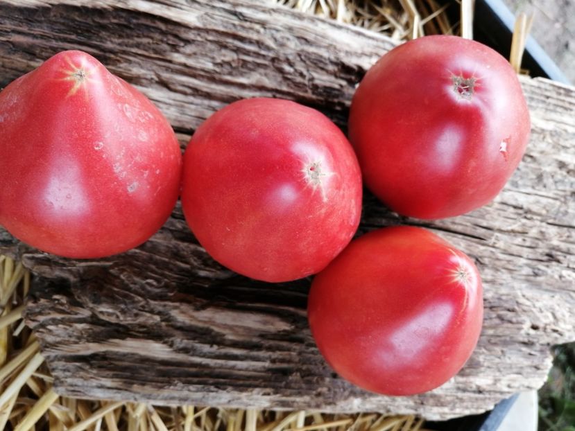  - SEMINTE ROSII - T 1016 PIKOLUZE Ion