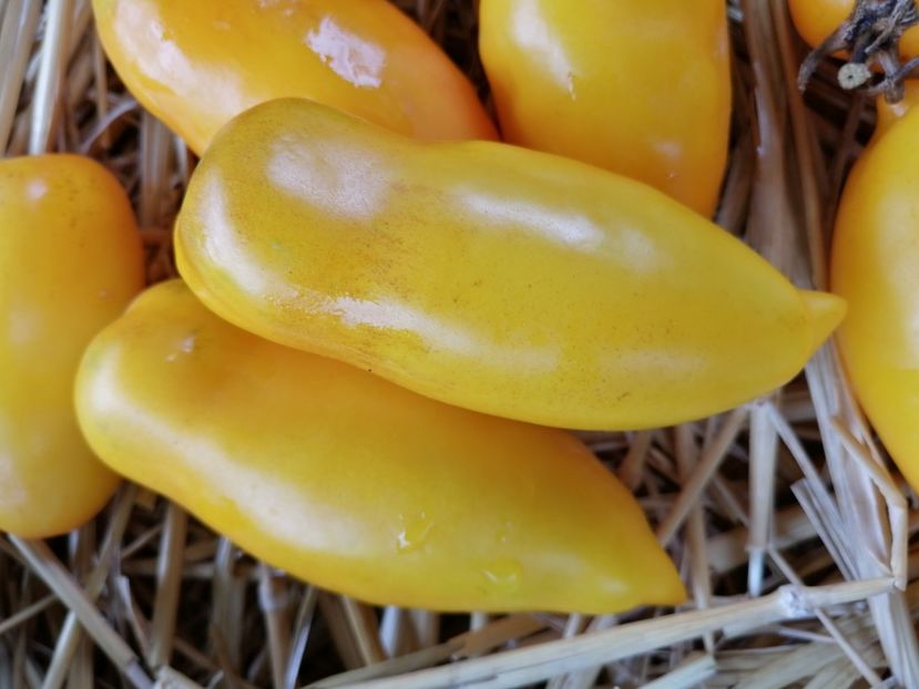  - SEMINTE ROSII - T 972 ROMAN CANDLE