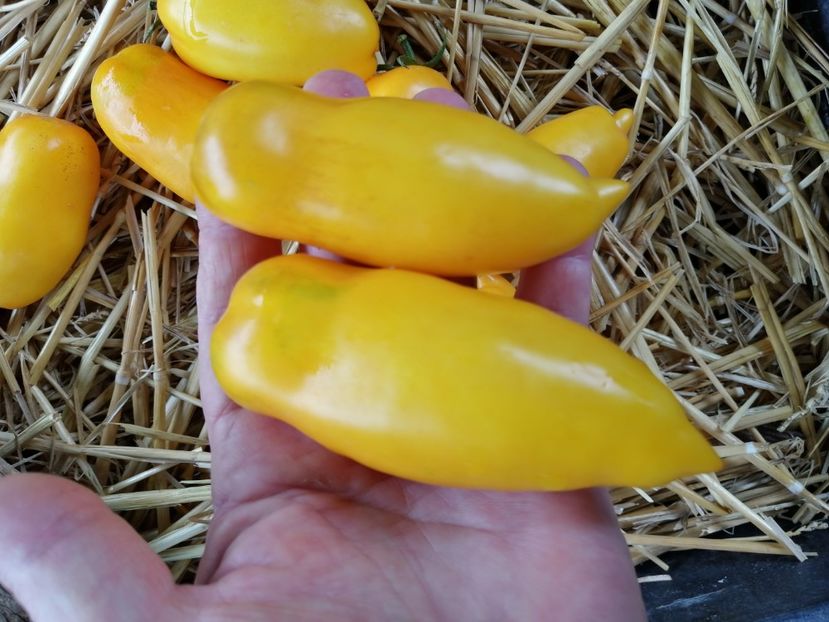  - SEMINTE ROSII - T 972 ROMAN CANDLE