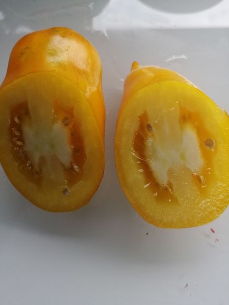  - SEMINTE ROSII - T 972 ROMAN CANDLE