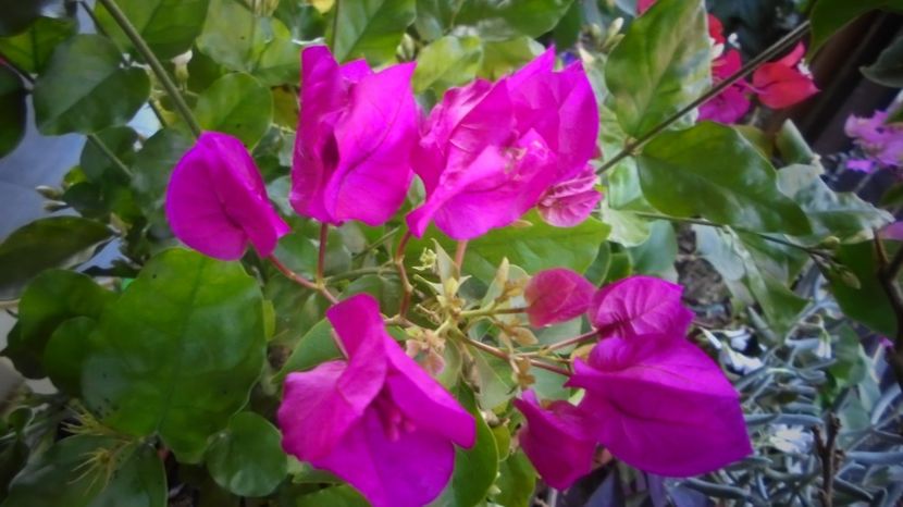  - Splendori in gradina