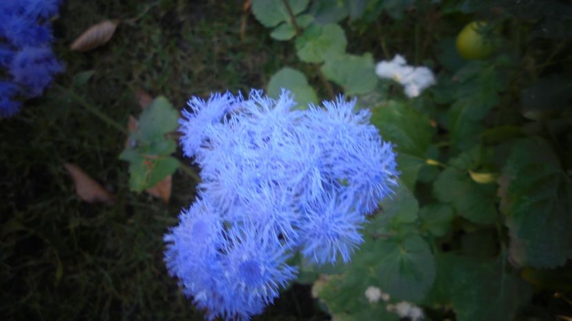 Ageratum - Splendori in gradina