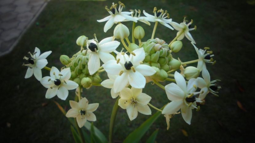 Ornithogalum arabicum,superba. - Splendori in gradina