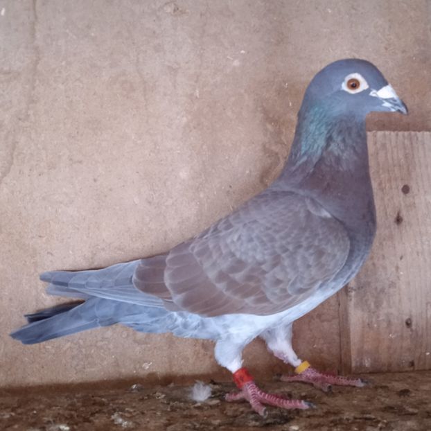 Femela 17-526 DV....-rezervat Dragodanesti - Porumbei vanduti