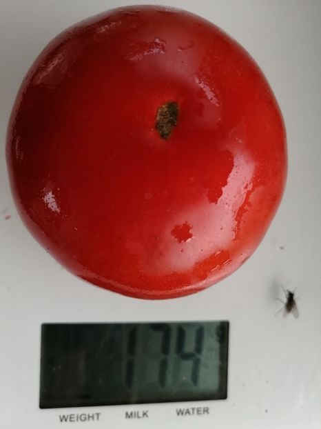  - SEMINTE ROSII - T 1021 SAINT MICHEL Ion