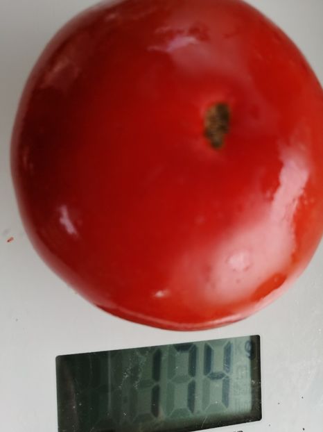  - SEMINTE ROSII - T 1021 SAINT MICHEL Ion