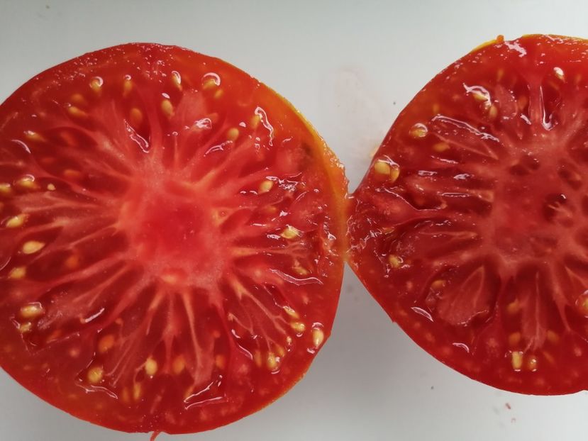  - SEMINTE ROSII - T 1021 SAINT MICHEL Ion