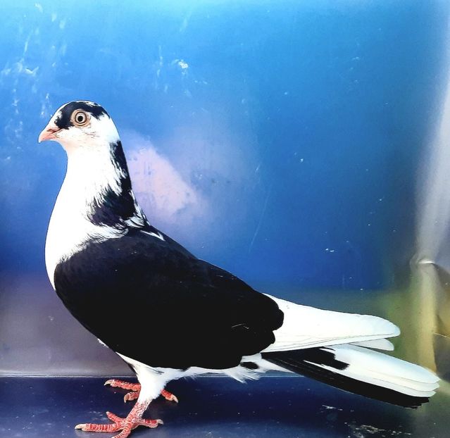 17179  femelă  2023_1 - tineret 2023