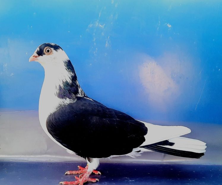 17179  femelă  2023_3 - tineret 2023