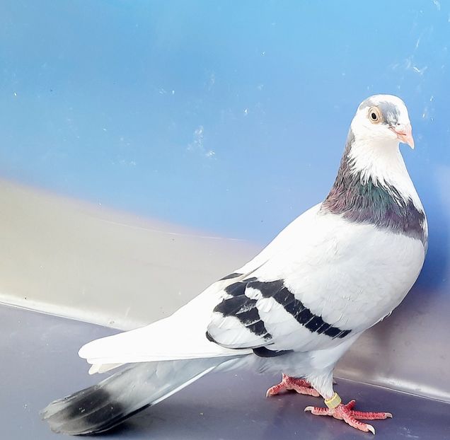 17219  femelă  2023_1 - tineret 2023