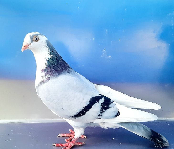 17219  femelă  2023_2 - tineret 2023