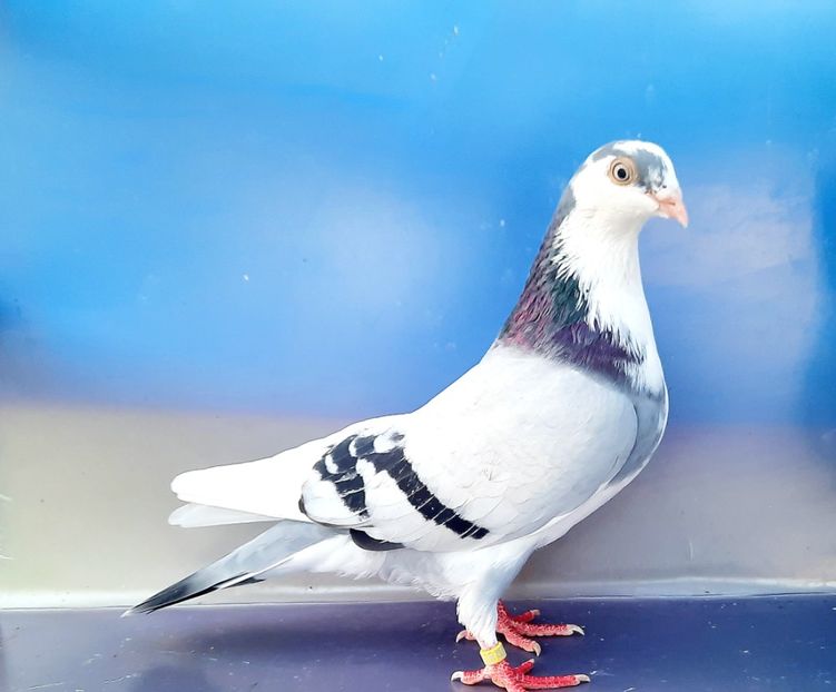 17219  femelă  2023_3 - tineret 2023