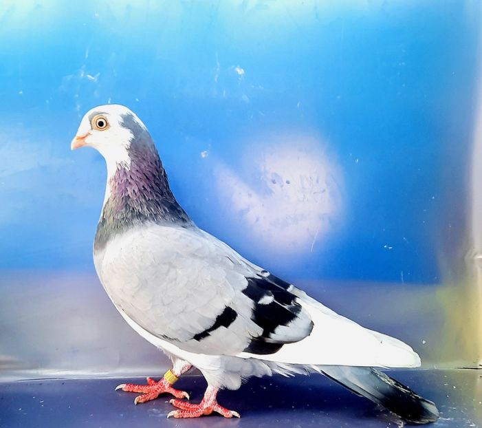 17023  femelă  2023_1 - tineret 2023