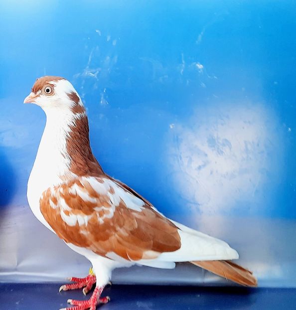 17201  Femelă  2023_2 - tineret 2023