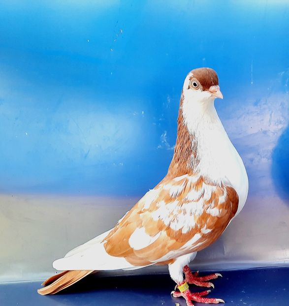 17201  Femelă  2023_3 - tineret 2023