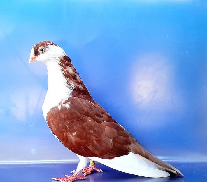 19033  Mascul  2023_3 - tineret 2023