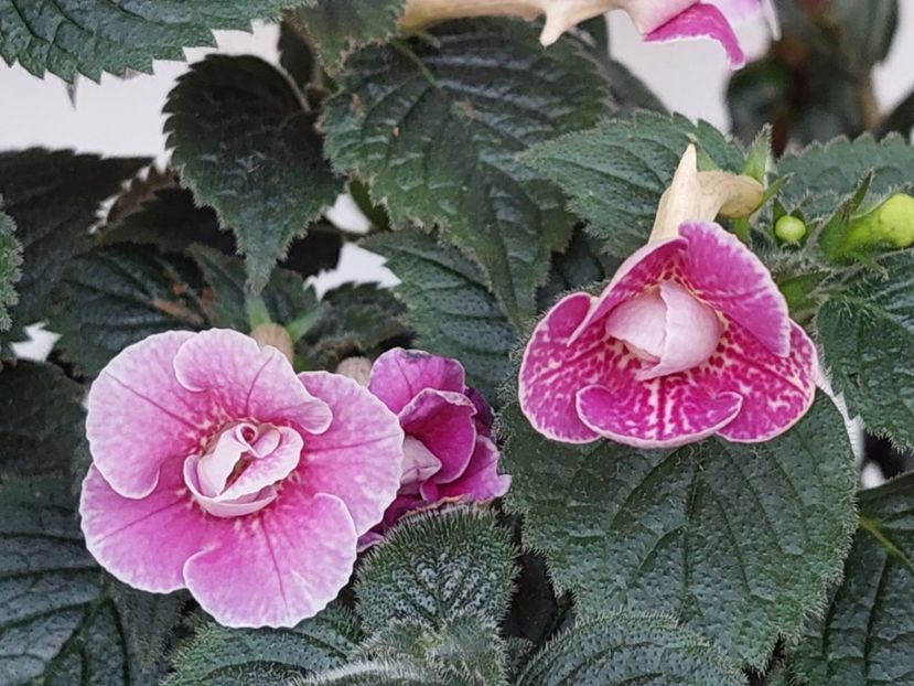  - AAA RIZOMI ACHIMENES DISPONIBILI -2023
