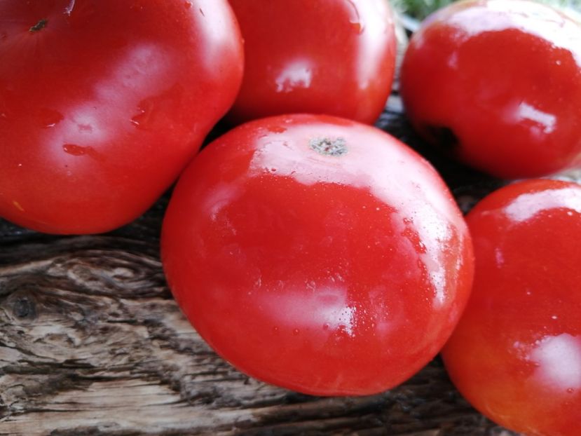  - SEMINTE ROSII - T 1020 PLANO DE ERADIO Ion